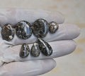 Natural Turritella Agate Gemstone Smooth Mix Shape Cabochon High Quality Loose Gemstones For Jewelry Making 13-22 MM Size 7 Pcs V4151