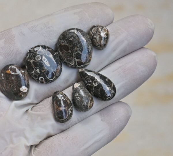 Natural Turritella Agate Gemstone Smooth Mix Shape Cabochon High Quality Loose Gemstones For Jewelry Making 13-22 MM Size 7 Pcs V4151 - Image 2