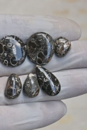 Natural Turritella Agate Gemstone Smooth Mix Shape Cabochon High Quality Loose Gemstones For Jewelry Making 13-22 MM Size 7 Pcs V4151