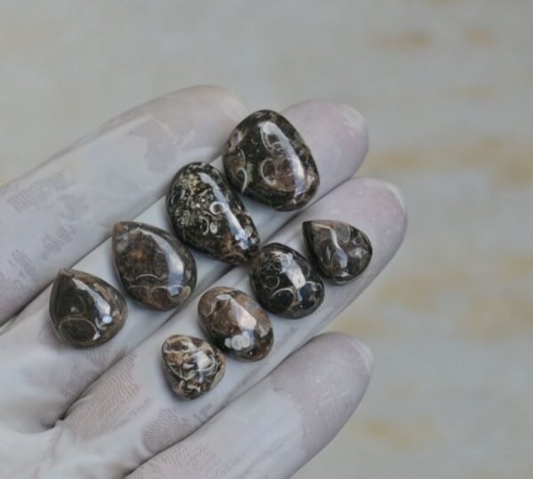 Natural Turritella Agate Gemstone Smooth Mix Shape Cabochon High Quality Loose Gemstones For Jewelry Making 11-21 MM Size 8 Pcs V4152 - Image 2