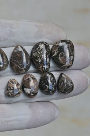 Natural Turritella Agate Gemstone Smooth Mix Shape Cabochon High Quality Loose Gemstones For Jewelry Making 11-21 MM Size 8 Pcs V4152