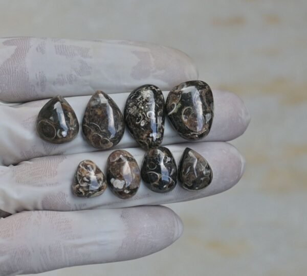 Natural Turritella Agate Gemstone Smooth Mix Shape Cabochon High Quality Loose Gemstones For Jewelry Making 11-21 MM Size 8 Pcs V4152