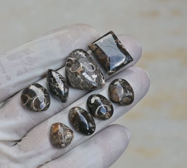 Natural Turritella Agate Gemstone Smooth Mix Shape Cabochon High Quality Loose Gemstones For Jewelry Making 12-22 MM Size 8 Pcs V4153 - Image 2