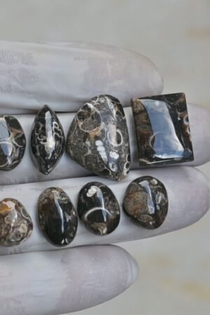 Natural Turritella Agate Gemstone Smooth Mix Shape Cabochon High Quality Loose Gemstones For Jewelry Making 12-22 MM Size 8 Pcs V4153