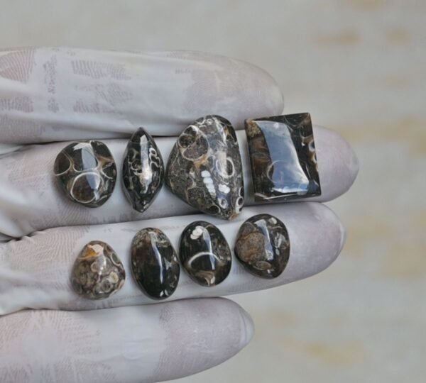 Natural Turritella Agate Gemstone Smooth Mix Shape Cabochon High Quality Loose Gemstones For Jewelry Making 12-22 MM Size 8 Pcs V4153